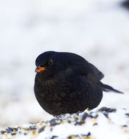 Hungry balckbird in wintertime - snow and cold weatherの写真素材