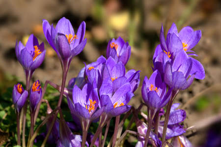A photo of a group of blue flowers in springtimeの写真素材