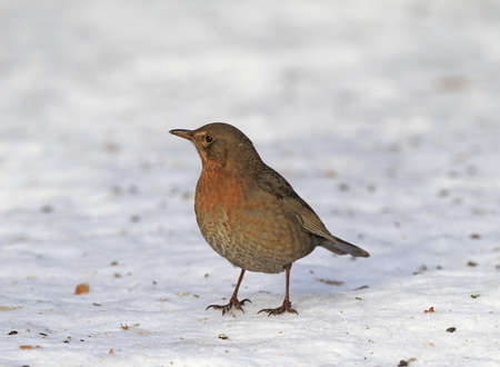 Female Blackbird in wintertime and sunshine