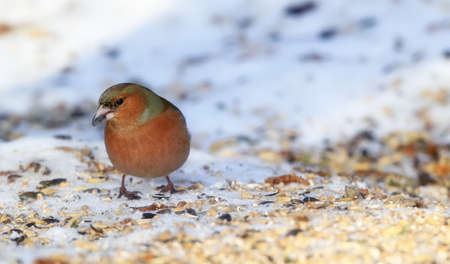 
Chaffinch. Beautiful garden bird in Europe, incl. Denmarkの写真素材