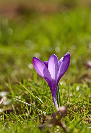 A photo Crocus - purple flowers in springtime