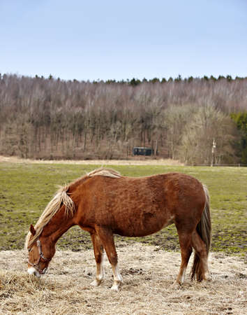 Beautiful brown horse outdoor at daytimeの写真素材