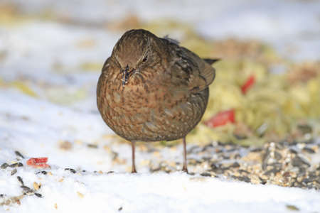 Blackbird の写真素材