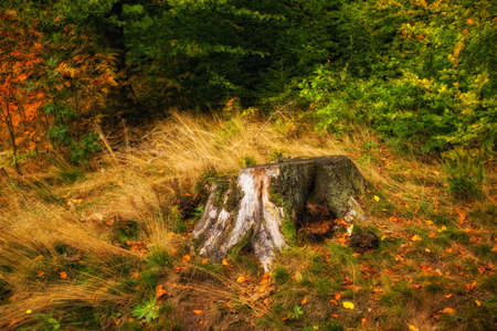The beautiful red and orange leafs of spring の写真素材