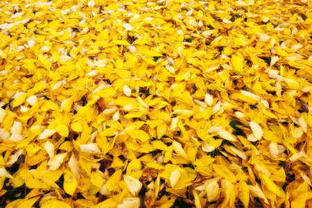 Orange and red leafs of autumn の写真素材