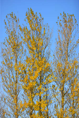 Orange and red leafs of autumn の写真素材