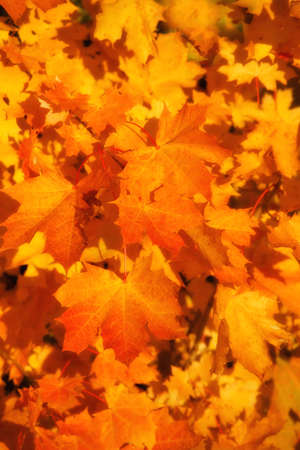 Orange and red leafs of autumn 