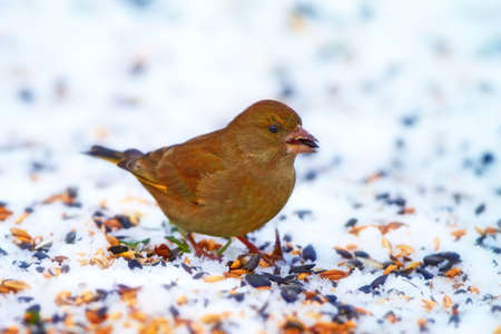 Carduelis chloris - Greenfinch. Beautiful garden bird in Europe, incl. Denmarkの写真素材