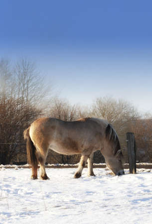A photo of a beautiful winter landscape in Denmarkの写真素材