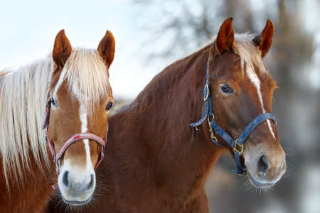 Two beautiful horses in later afternoon outdoorの写真素材