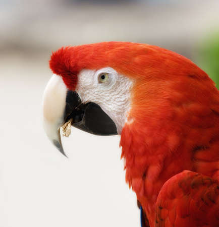 A photo of a Parrot - Red Blue Macaw の写真素材