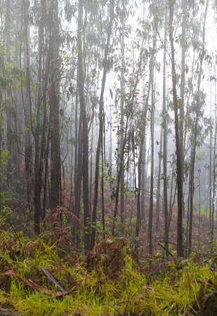 Misty fores at Maderia - the beautiful island of Portugal の写真素材