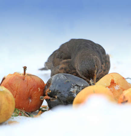Blackbird eating apples in wintertime in the gardenの写真素材