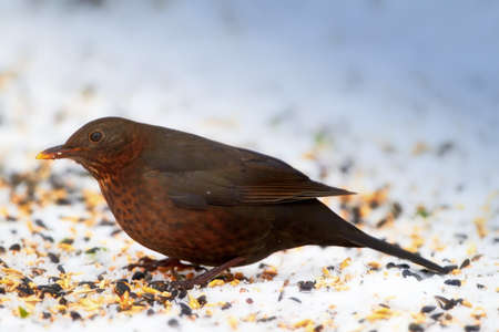 Female Blackbird in wintertime and sunshineの写真素材
