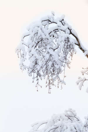 Winter beauty - on a cold winter dayの写真素材