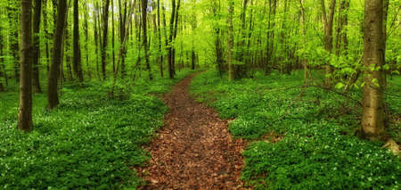 A very sharp and detailed photo of the famous saturated Danish forest in springtimeの写真素材