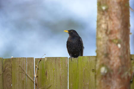 Blackbird in summertime - room for text