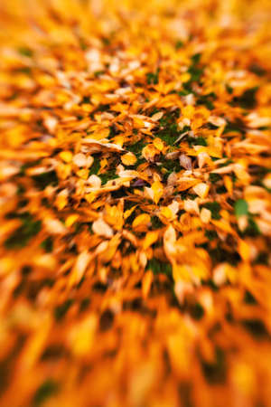 The beautiful red and orange leafs of spring の写真素材