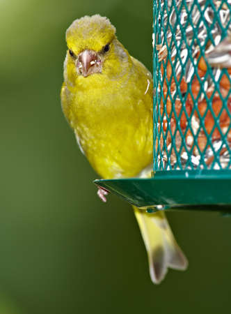 Carduelis chloris - Greenfinch. Beautiful garden bird in Europe, incl. Denmarkの写真素材