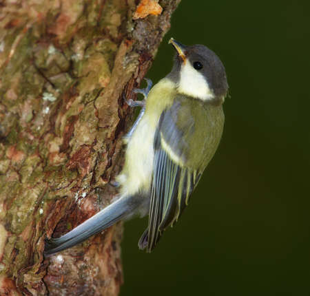 A telephoto of the Great Titの写真素材