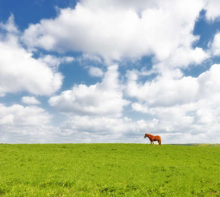 A photo of a beautiful  brown horse on a green fieldの写真素材