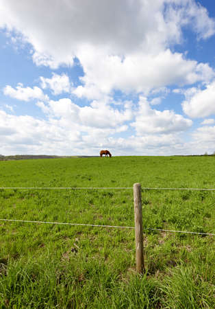 A photo of a beautiful  brown horse on a green fieldの写真素材