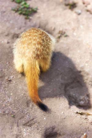 Ground squirrel doing its daily business