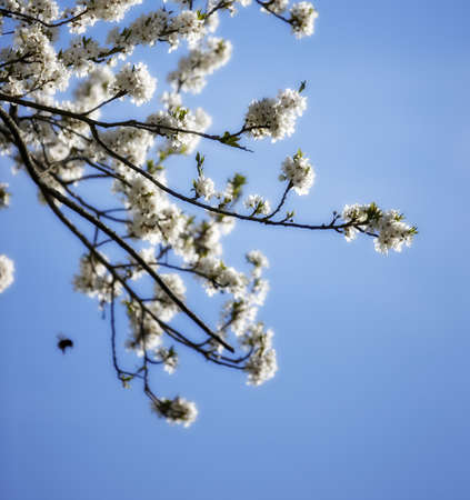 Blossoming cherry tree branch in early springtime and blue sky as background