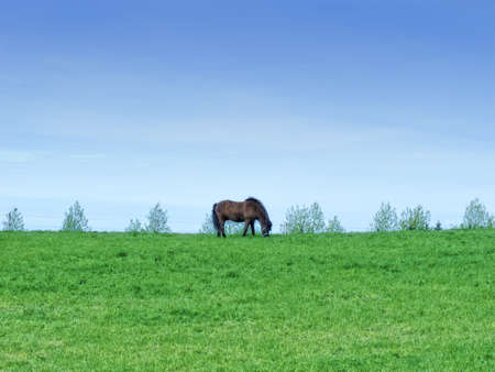 A photo of a beautiful  brown horse on a green fieldの写真素材