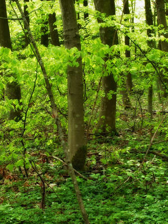 A photo of Forest beauty in lush green - springtime