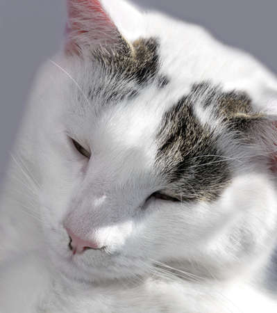 A sharp photo of a sleeping white catの写真素材