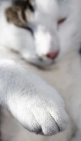 A sharp photo of a sleeping white catの写真素材