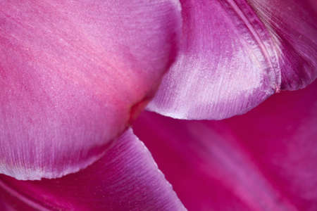 red tulipの写真素材