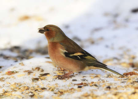 Chaffinch. Beautiful garden bird in Europe, incl. Denmarkの写真素材