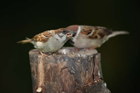 A telephoto of a beautiful baby sparrowの写真素材