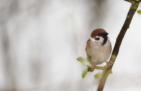 A telephoto of a beautiful baby sparrowの写真素材