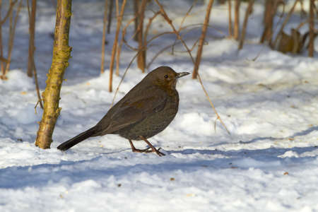 Blackbird in wintertime and sunshineの写真素材