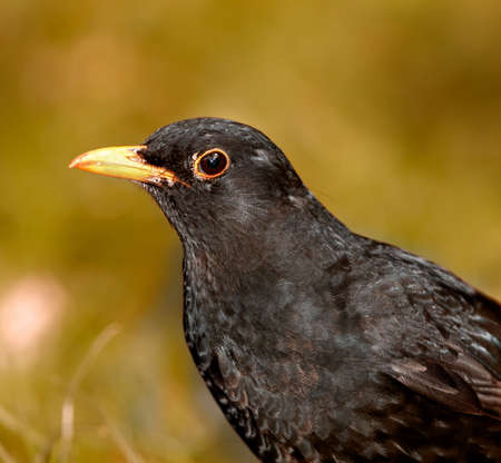 A telephoto of a blackbird standing on grassの写真素材