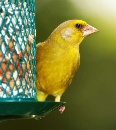 A telephoto of a beautiful greenfinch in summertimeの写真素材