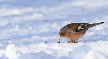 
Chaffinch. Beautiful garden bird in Europe, incl. Denmarkの写真素材