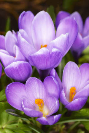 Crocus - purple flowers in springtimeの写真素材