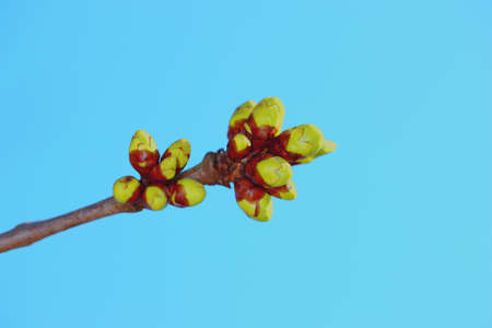 A nature details in springtime