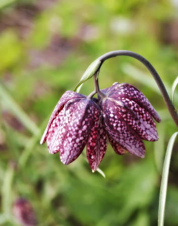 nature details in springtimeの写真素材