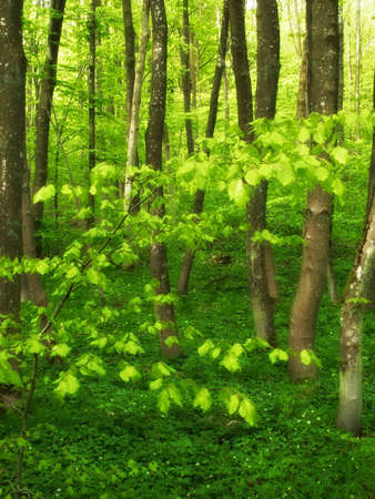 Danish forest in springtimeの写真素材