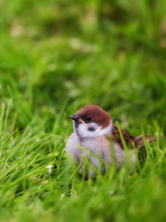 A telephoto of a sparrow sitting on the green groundの写真素材