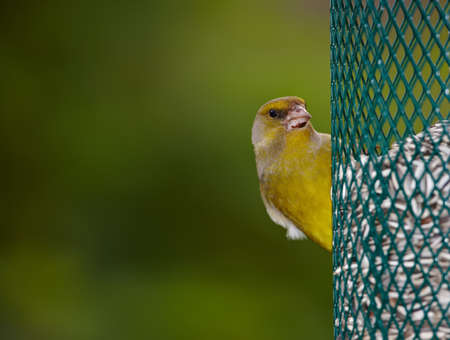 Carduelis chloris - Greenfinch. Beautiful garden bird in Europe, incl. Denmarkの写真素材