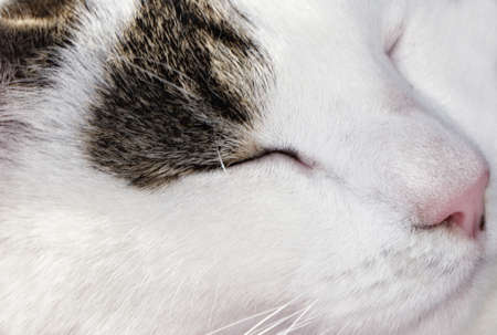 sleeping white catの写真素材