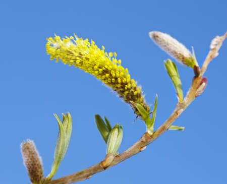 new life in clean environment - spring and green leavesの写真素材