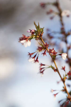 new life in clean environment - spring buds, flowers, and green leavesの写真素材