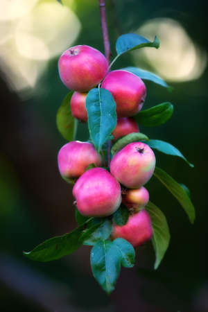 Ripe red and green apples in early autumnの写真素材